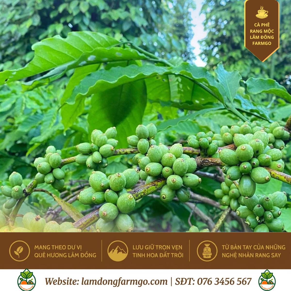 Cà Phê Robusta Lâm Hà: Hương Vị Fine Robusta Từ Bazan
