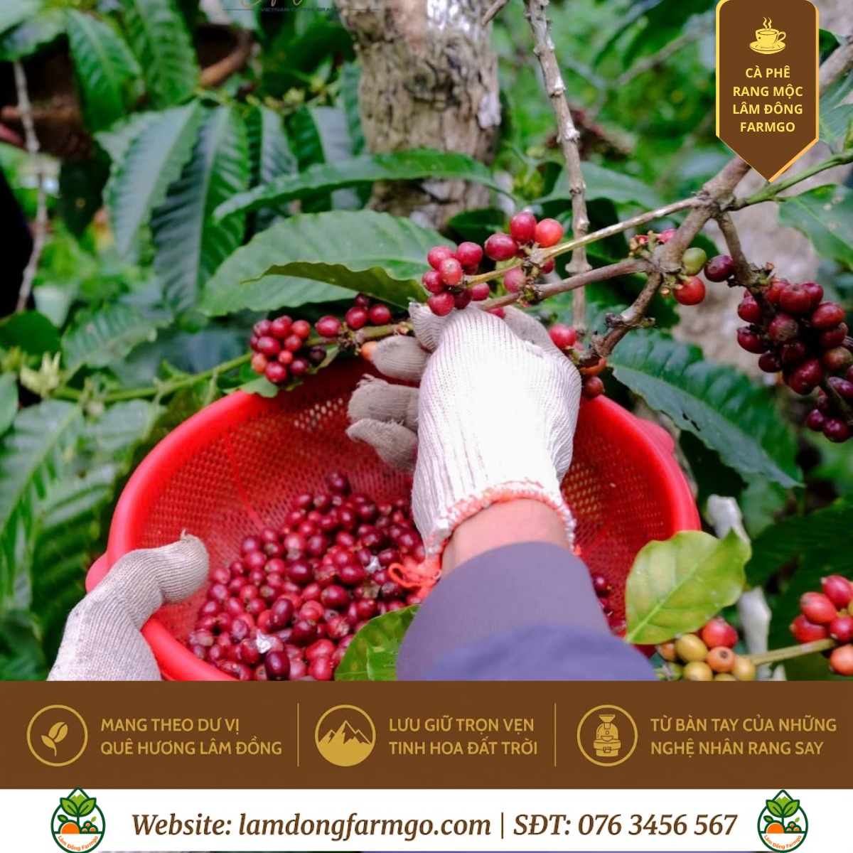 Cà Phê Di Linh: Bản Sắc Robusta Sẻ Đất Đỏ Djiring Cổ