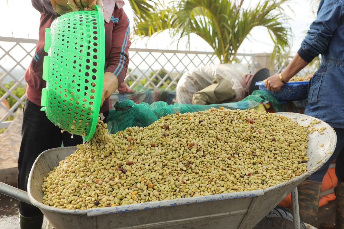 Chế Biến Ướt (Wet Processing) Cà Phê Arabica Là Gì? Bí Quyết Cho Hương Vị Đỉnh Cao