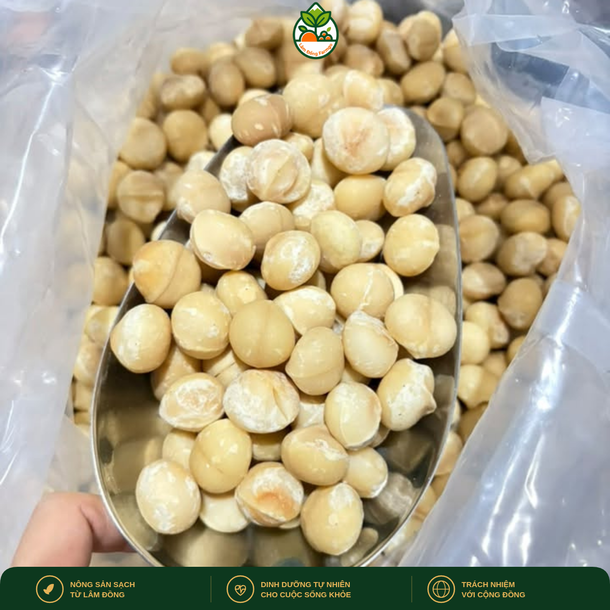 Hạt Mắc Ca Bị Đắng, Hôi Dầu Hoặc Mềm Có Ăn Được Không?