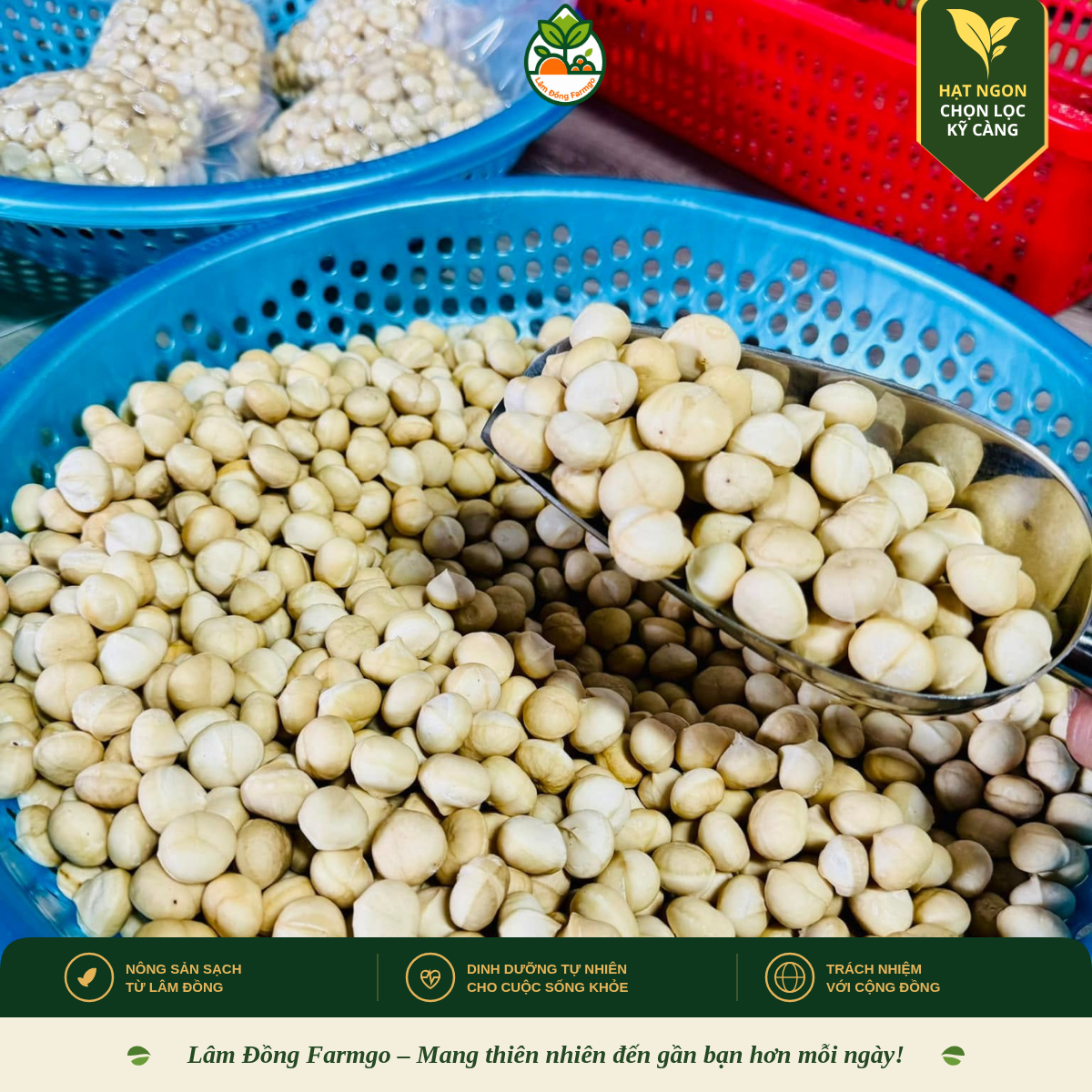 Mắc Ca Lâm Đồng Có Ngon Không? Vì Sao Được Đánh Giá Cao?