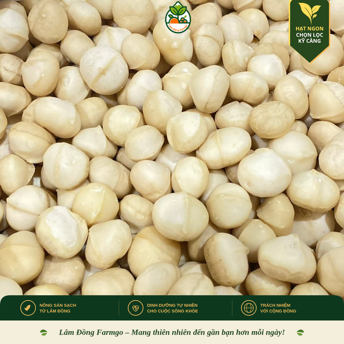 Hạt Mắc Ca Có Tác Dụng Gì? Dinh Dưỡng & Cách Ăn Chuẩn Nhất