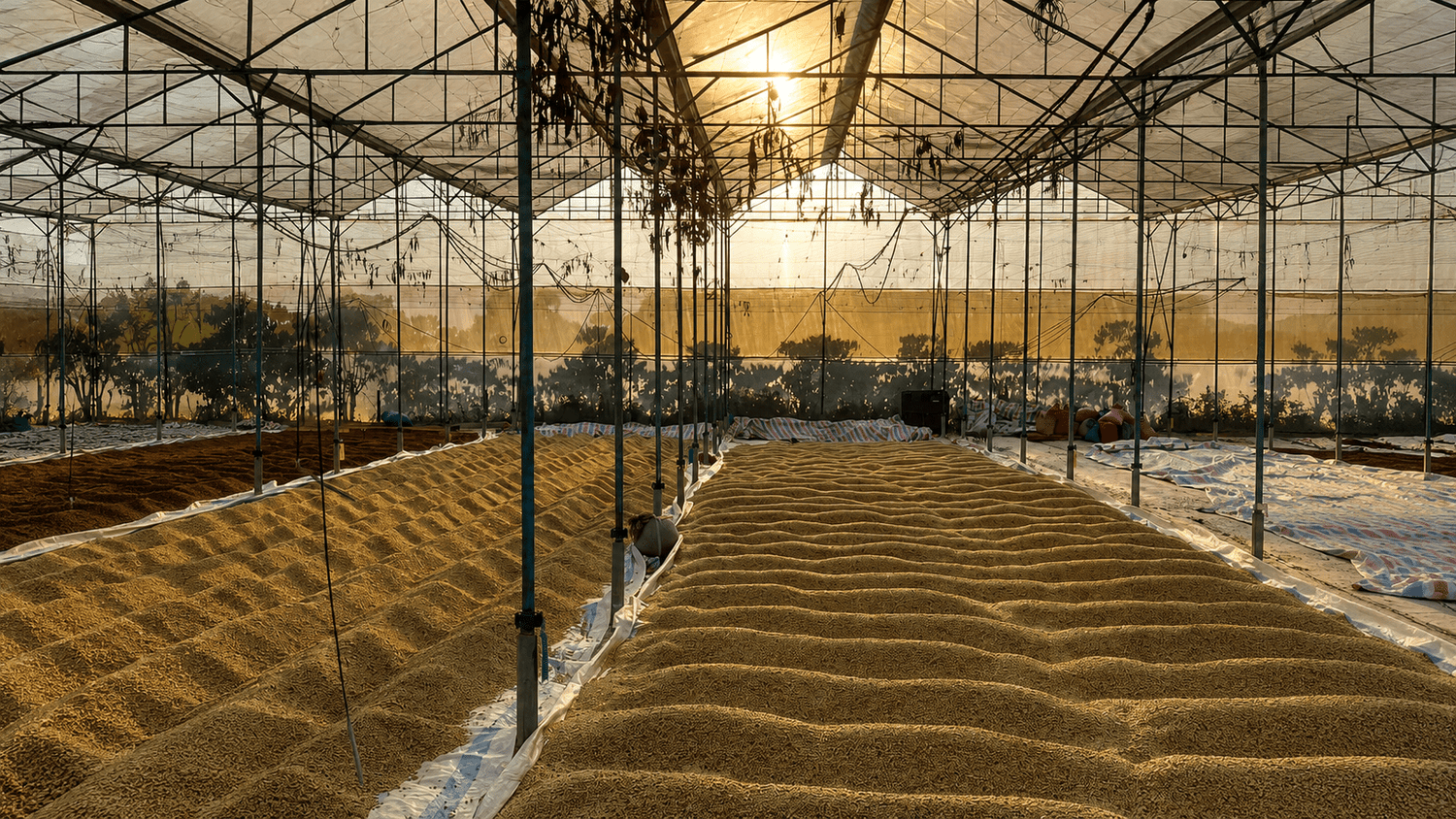 Quy Trình Rang Xay Cà Phê Lâm Đồng FarmGo – Hành Trình Từ Hạt Cà Phê Đến Ly Cà Phê Chuẩn Vị - Lâm Đồng Farmgo