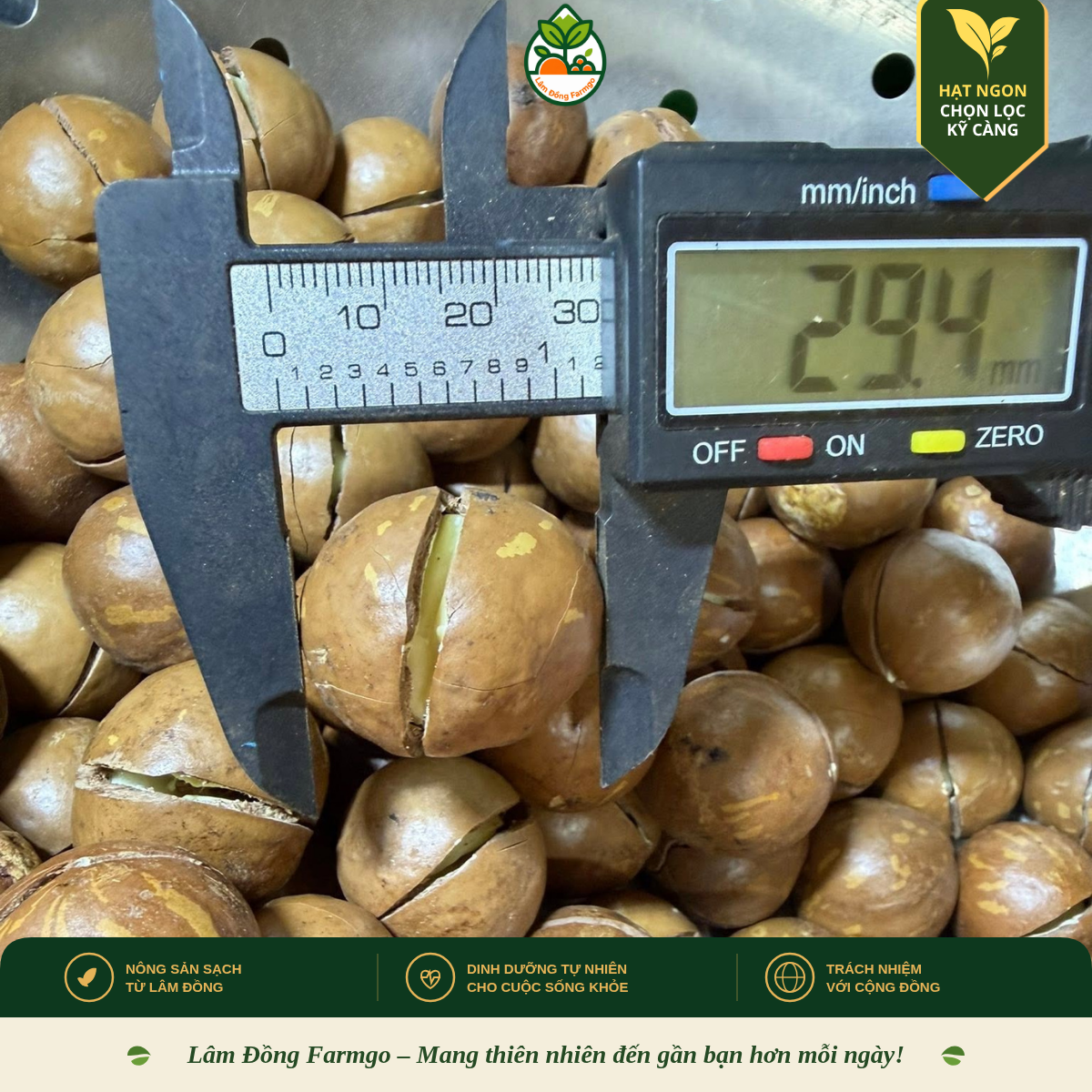 Size Hạt Mắc Ca Là Gì? Cách Phân Biệt & Lựa Chọn Phù Hợp Nhất