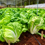 Bắp Cải Thảo - Lâm Đồng Farmgo