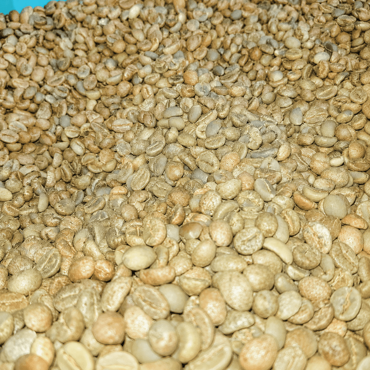 Cà phê nhân xanh Robusta Honey S16 - Lâm Đồng Farmgo