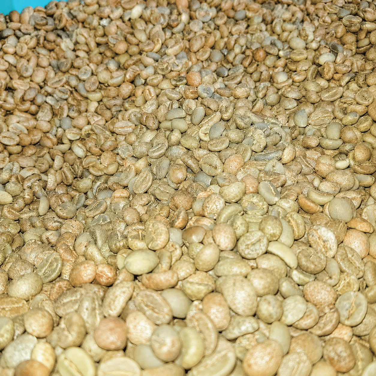Cà phê nhân xanh Robusta Honey S16