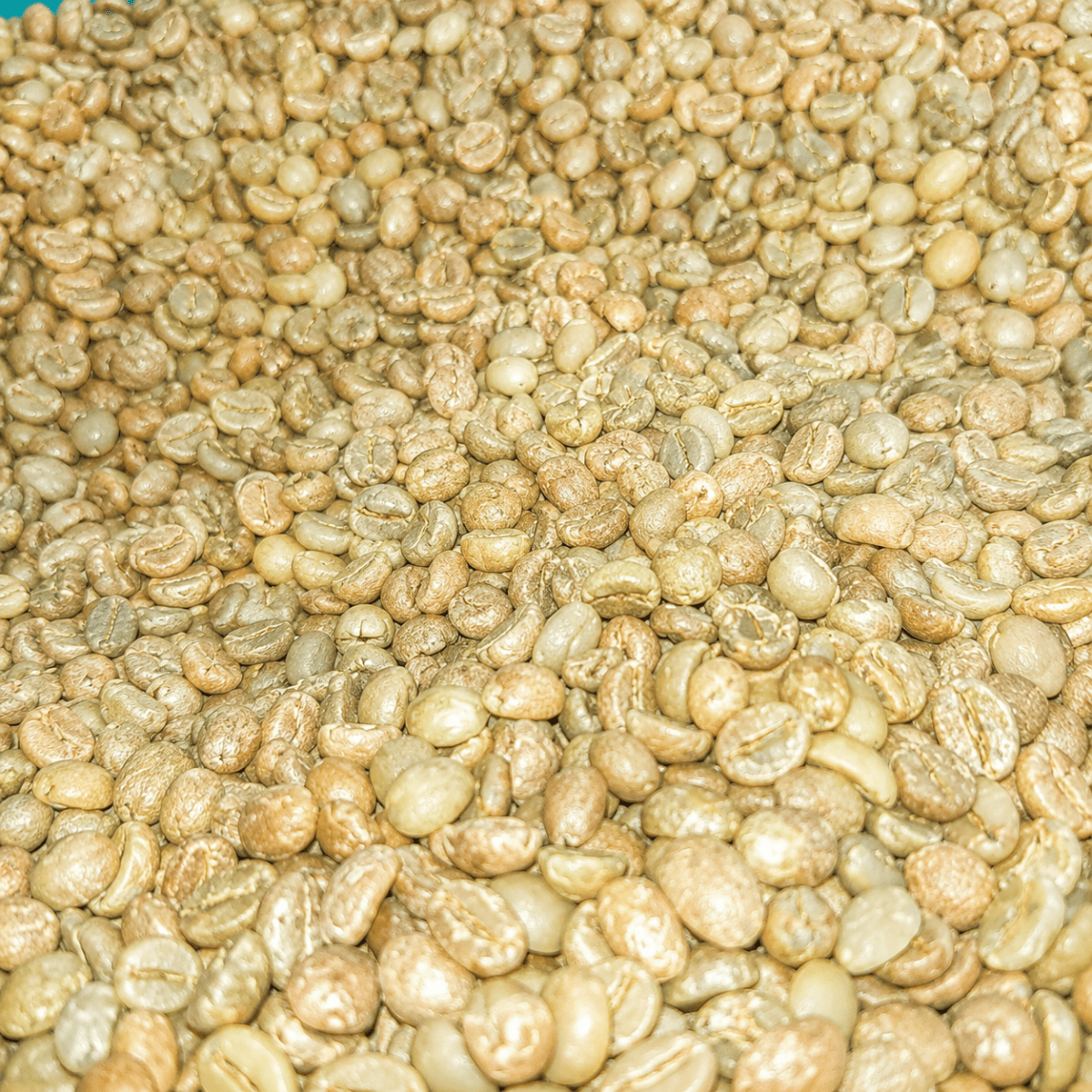 Cà phê nhân xanh Robusta Honey S18 - Lâm Đồng Farmgo