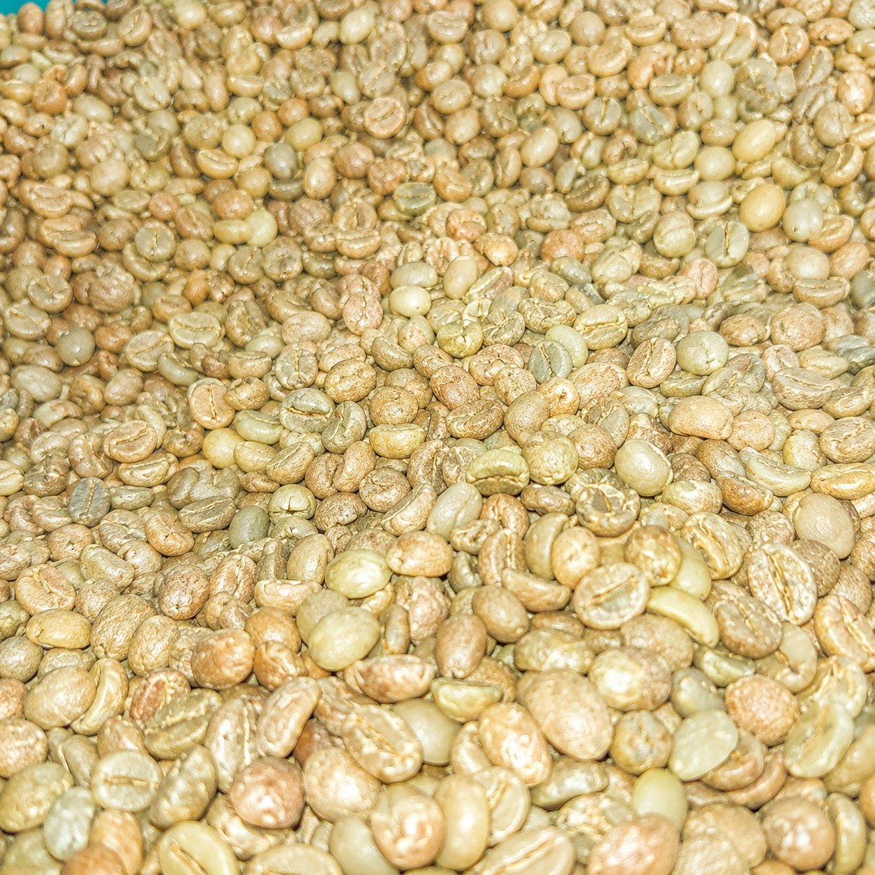 Cà phê nhân xanh Robusta Honey S18