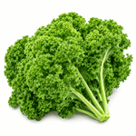 Cải Xoăn Kale - Lâm Đồng Farmgo