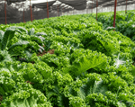 Cải Xoăn Kale - Lâm Đồng Farmgo
