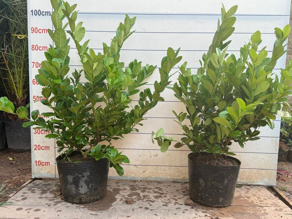 Cây Giống Chanh Vàng Eureka (Chanh Mỹ)