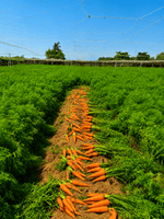 Củ Cà Rốt - Lâm Đồng Farmgo