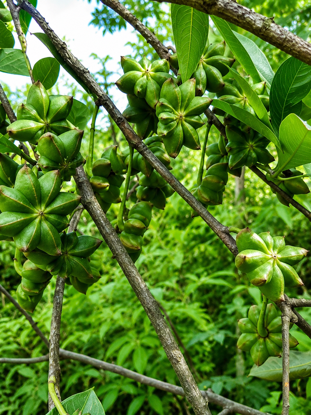 Mô Tả Hình Ảnh