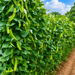 Đậu Rồng - Lâm Đồng Farmgo