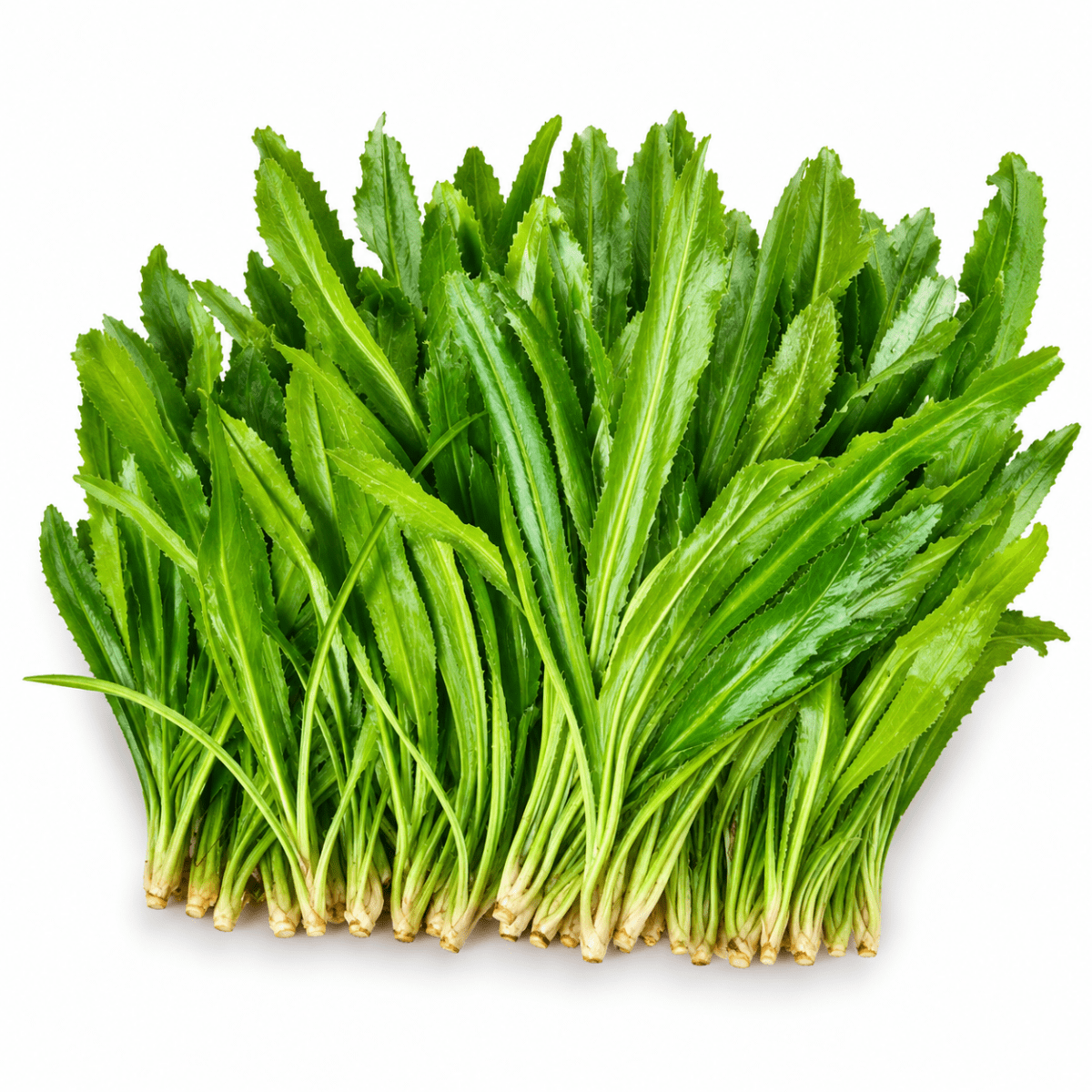 Mô Tả Hình Ảnh