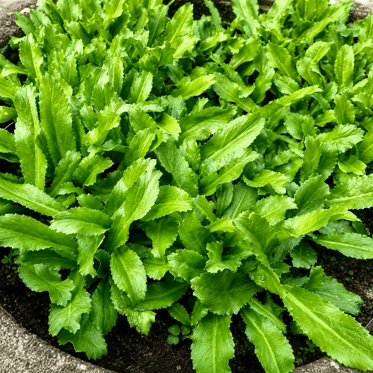 Mô Tả Hình Ảnh