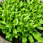 Ngò Gai - Lâm Đồng Farmgo