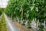 Ớt Sừng Đỏ - Lâm Đồng Farmgo