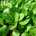 Rau Cải Ngọt - Lâm Đồng Farmgo