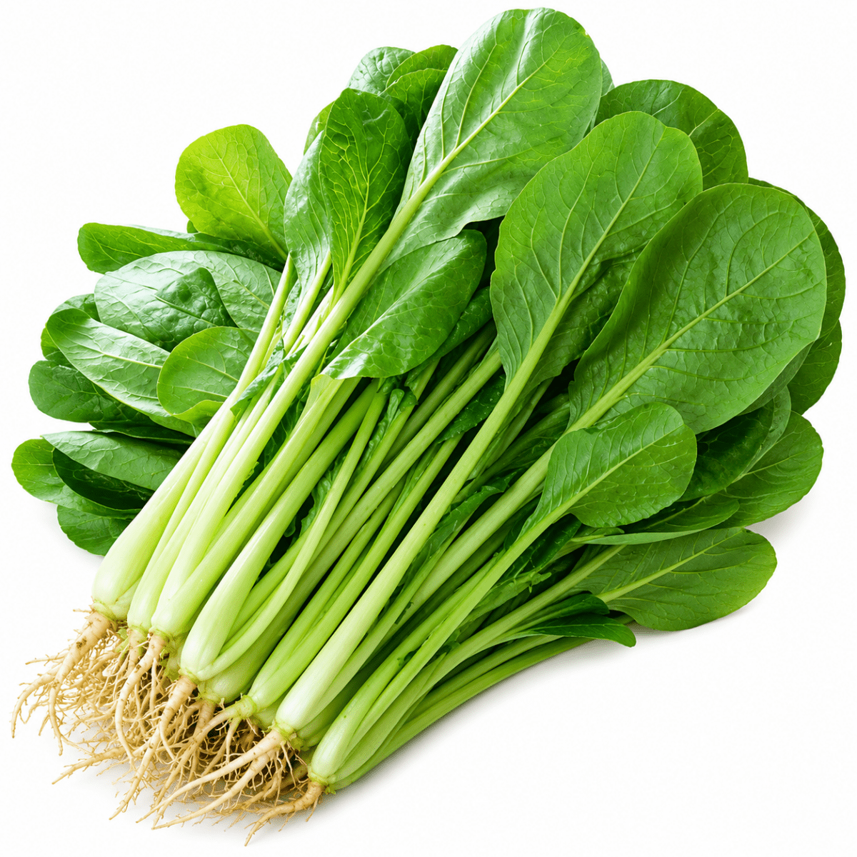 Mô Tả Hình Ảnh