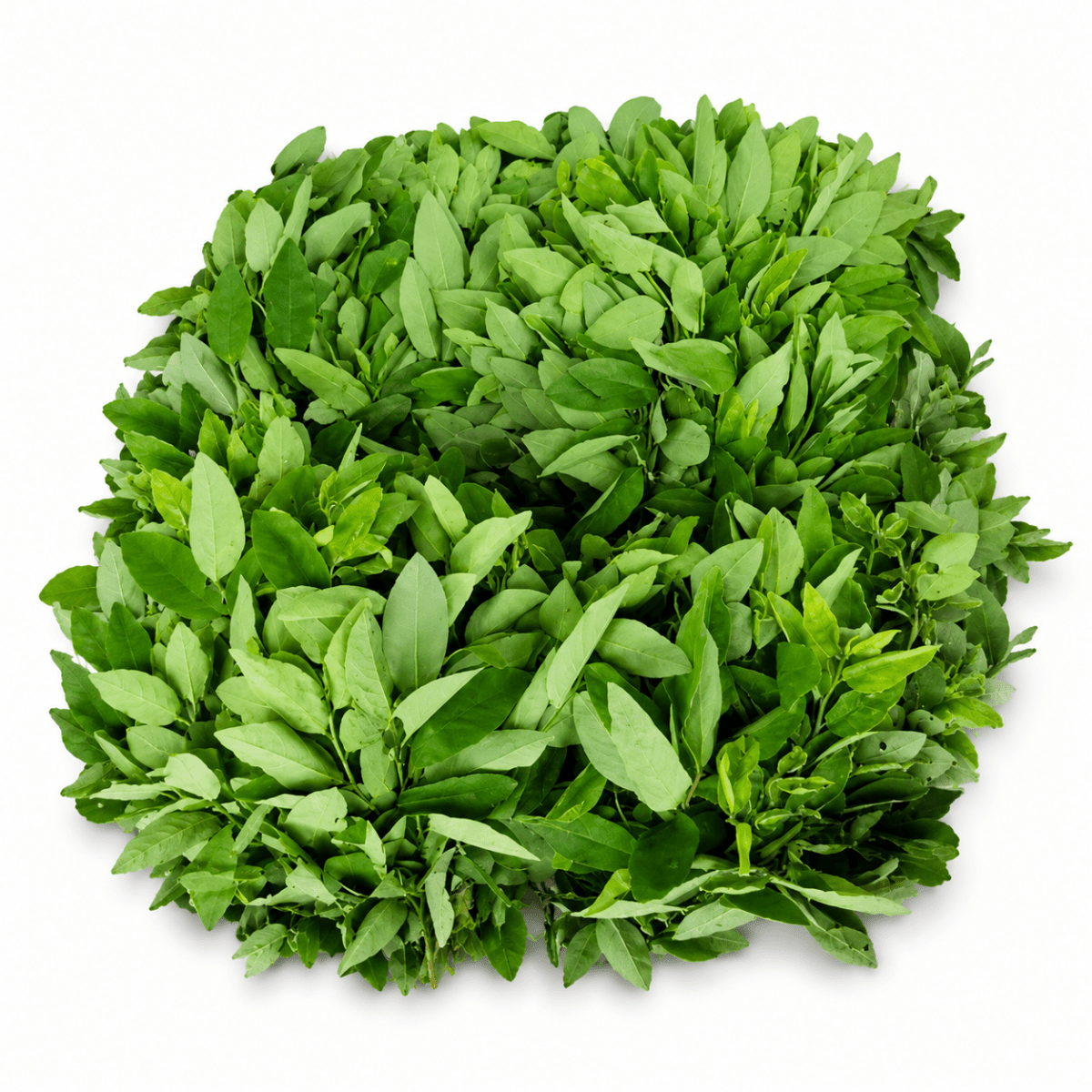 Mô Tả Hình Ảnh