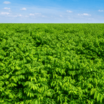 Rau Ngót - Lâm Đồng Farmgo