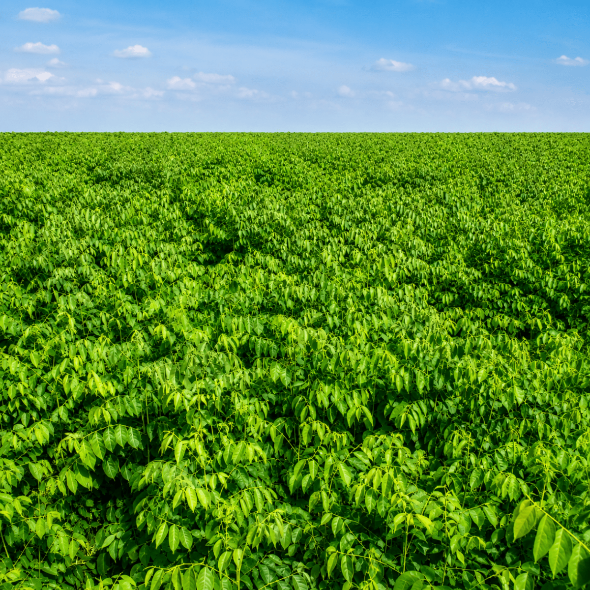 Rau Ngót - Lâm Đồng Farmgo