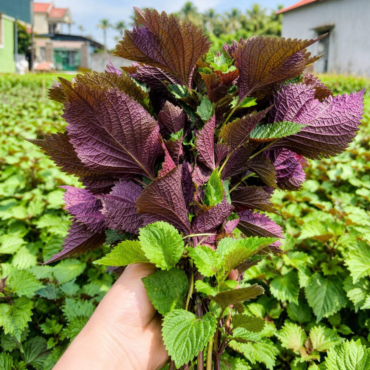 Rau Tía Tô - Lâm Đồng Farmgo