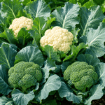 Súp Lơ - Lâm Đồng Farmgo
