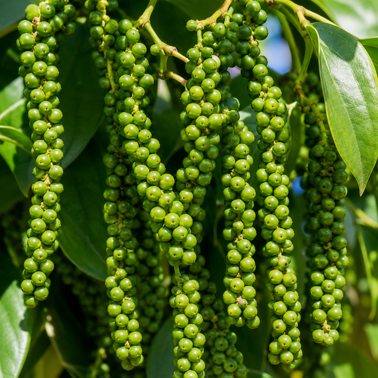 Mô Tả Hình Ảnh